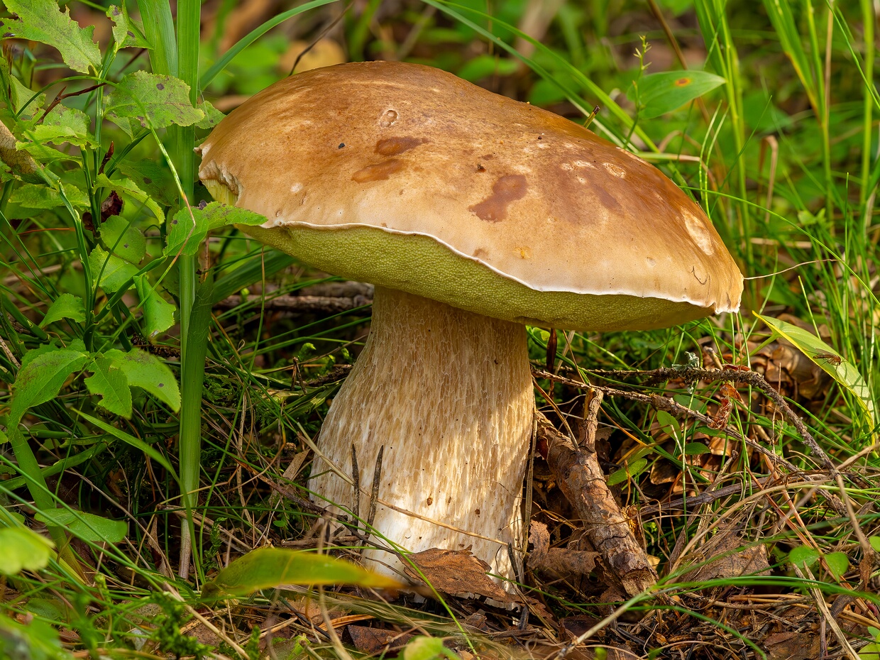 Agaricomycetes - Агарикомицеты - Gilled Fungi - Blätterpilze Agaricomycetes, commonly known as Gilled Fungi or Blätterpilze in German, is a class of fungi within the phylum...