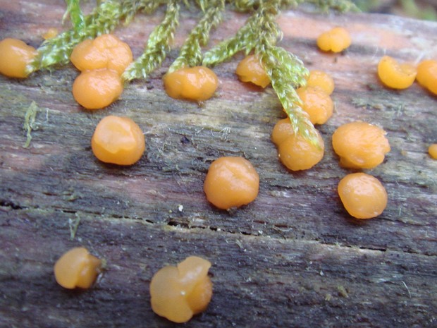Дакримицеты - Dacrymycetes The Dacrymycetes are a class consisting of only one family of jelly fungi, which has imperforate parenthesomes and...