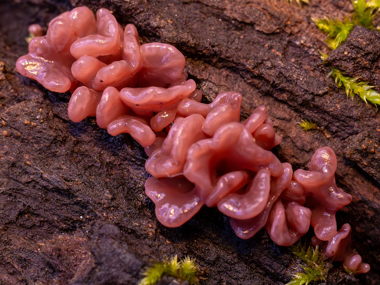 Леоциомицеты - Leotiomycetes Leotiomycetes is a class of fungi within the Ascomycota phylum. The class contains a diverse range of fungi with varied...