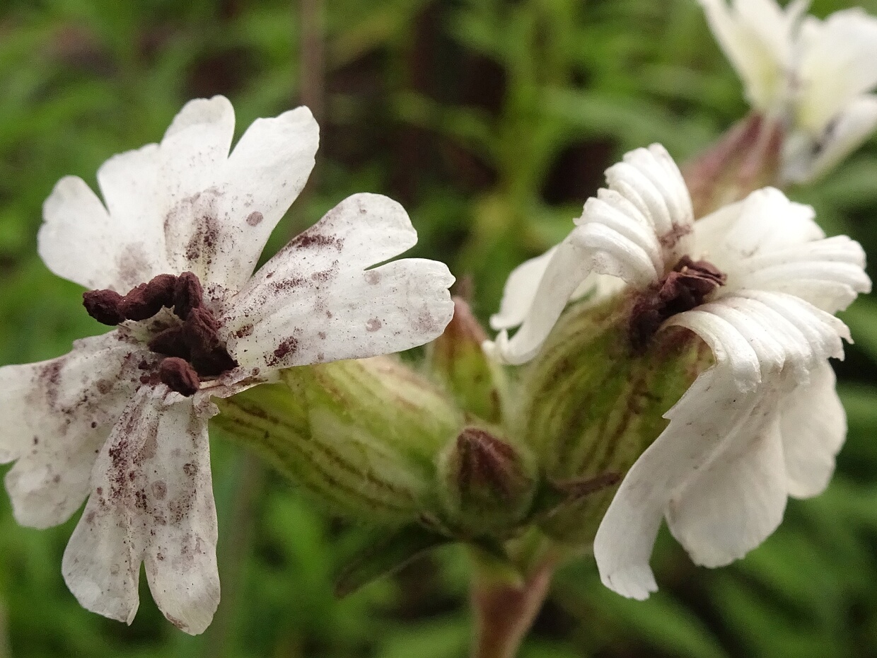 Микроботриомицеты - Microbotryomycetes The Microbotryomycetes are class of fungi in the Pucciniomycotina subdivision of the Basidiomycota. Until recently, the...