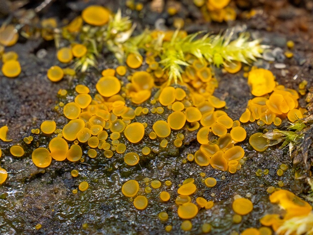 Орбилиомицеты - Orbiliomycetes The Orbiliaceae are a family of saprobic sac fungi. It is the only family in the monotypic class Orbiliomycetes and the...