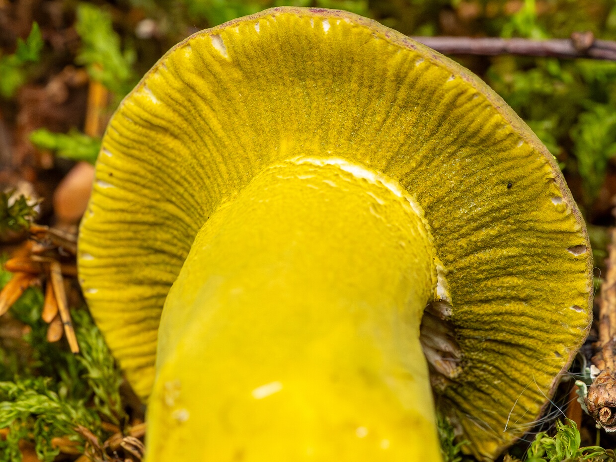 Сордариомицеты - Sordariomycetes Sordariomycetes is a class of fungi in the subdivision Pezizomycotina (Ascomycota), consisting of 28 orders, 90...