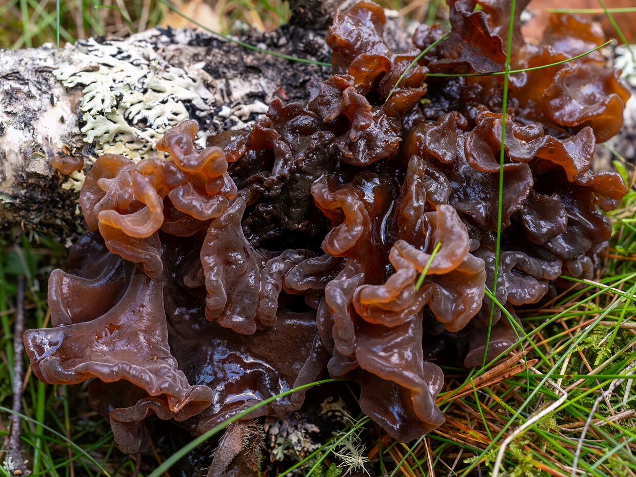 Тремелломицеты - Tremellomycetes The Tremellomycetes are a class of dimorphic fungi. Some species have a gelatinous fruiting body or a sacculate...